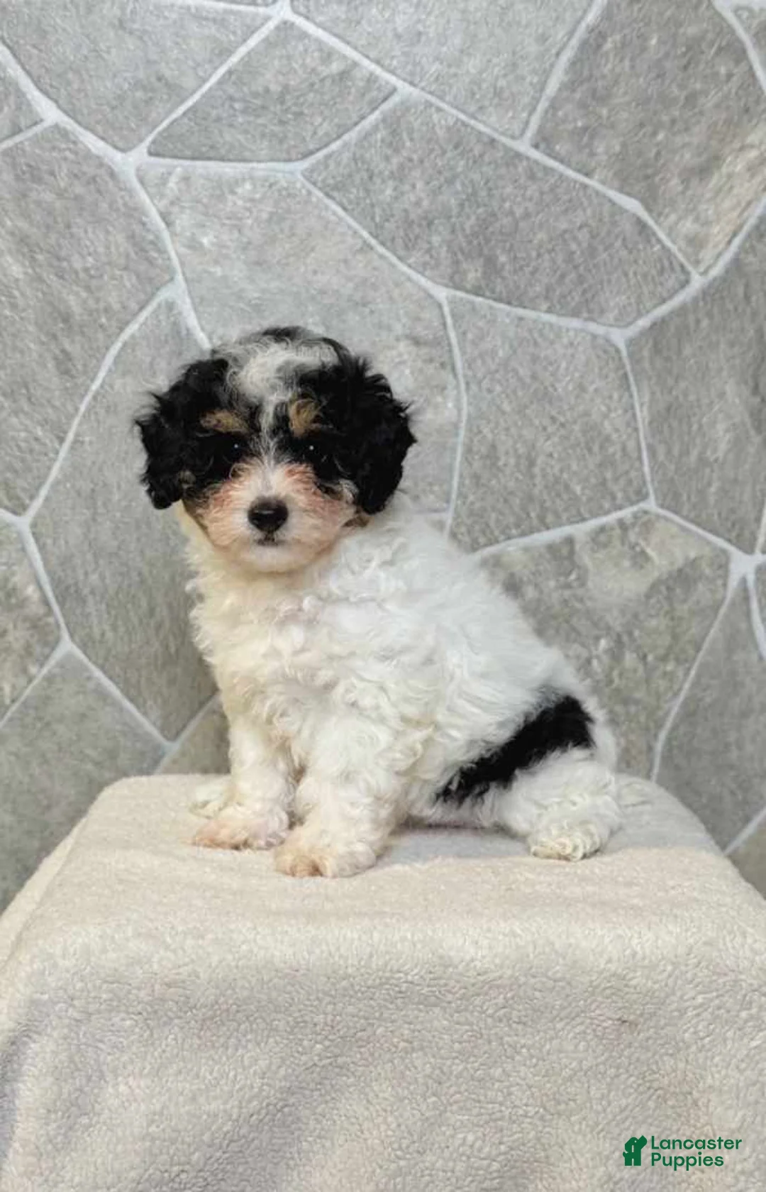 Toy Poodle dogs for sale: Chloe Girl - Ad 1