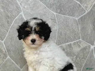 Toy Poodle dogs Chloe Girl - Ad 40