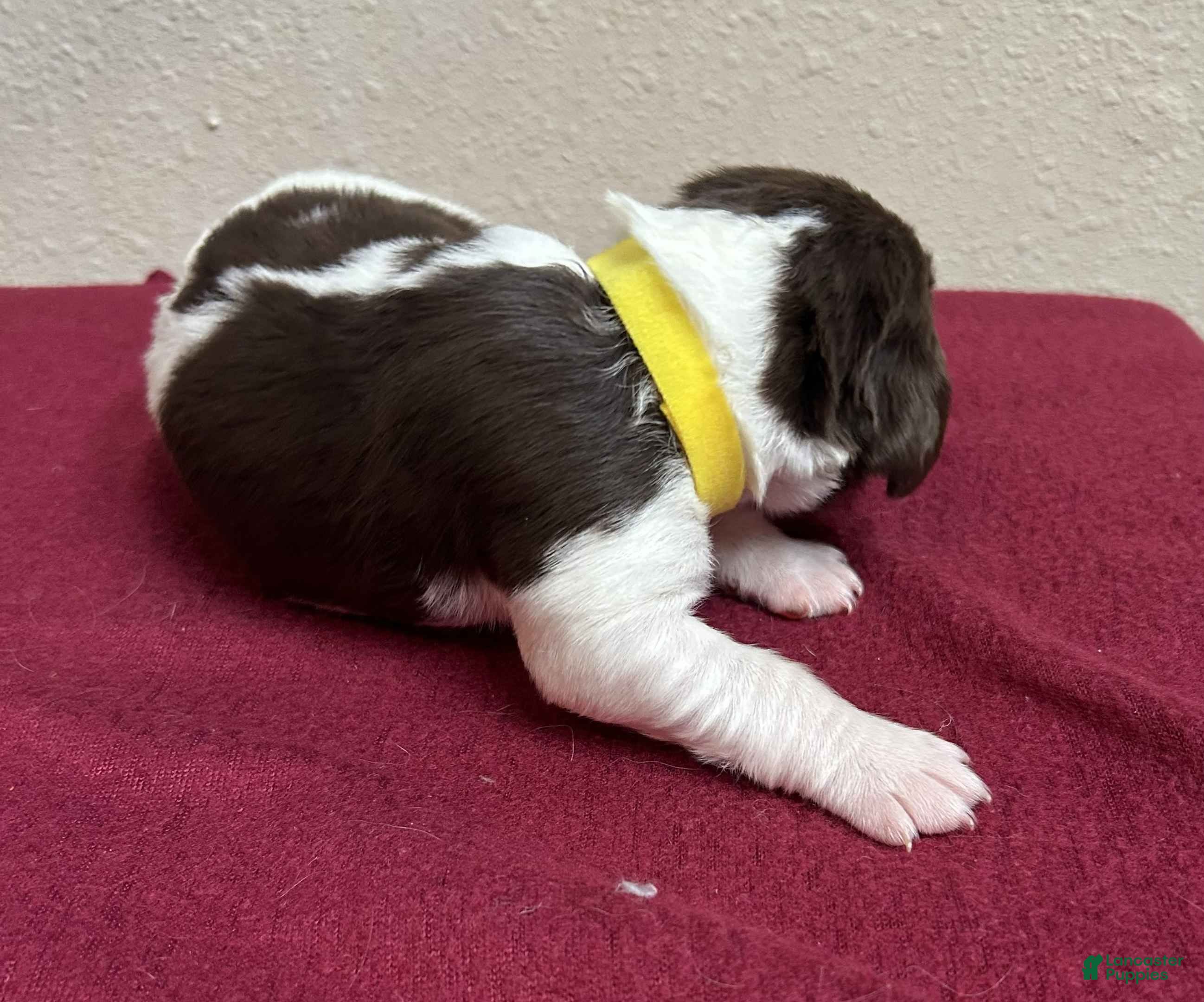 Brittany Spaniel dogs Yellow Collar - Ad 2