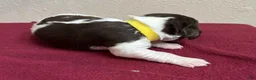 Brittany Spaniel dogs for sale: Yellow Collar - Ad 2