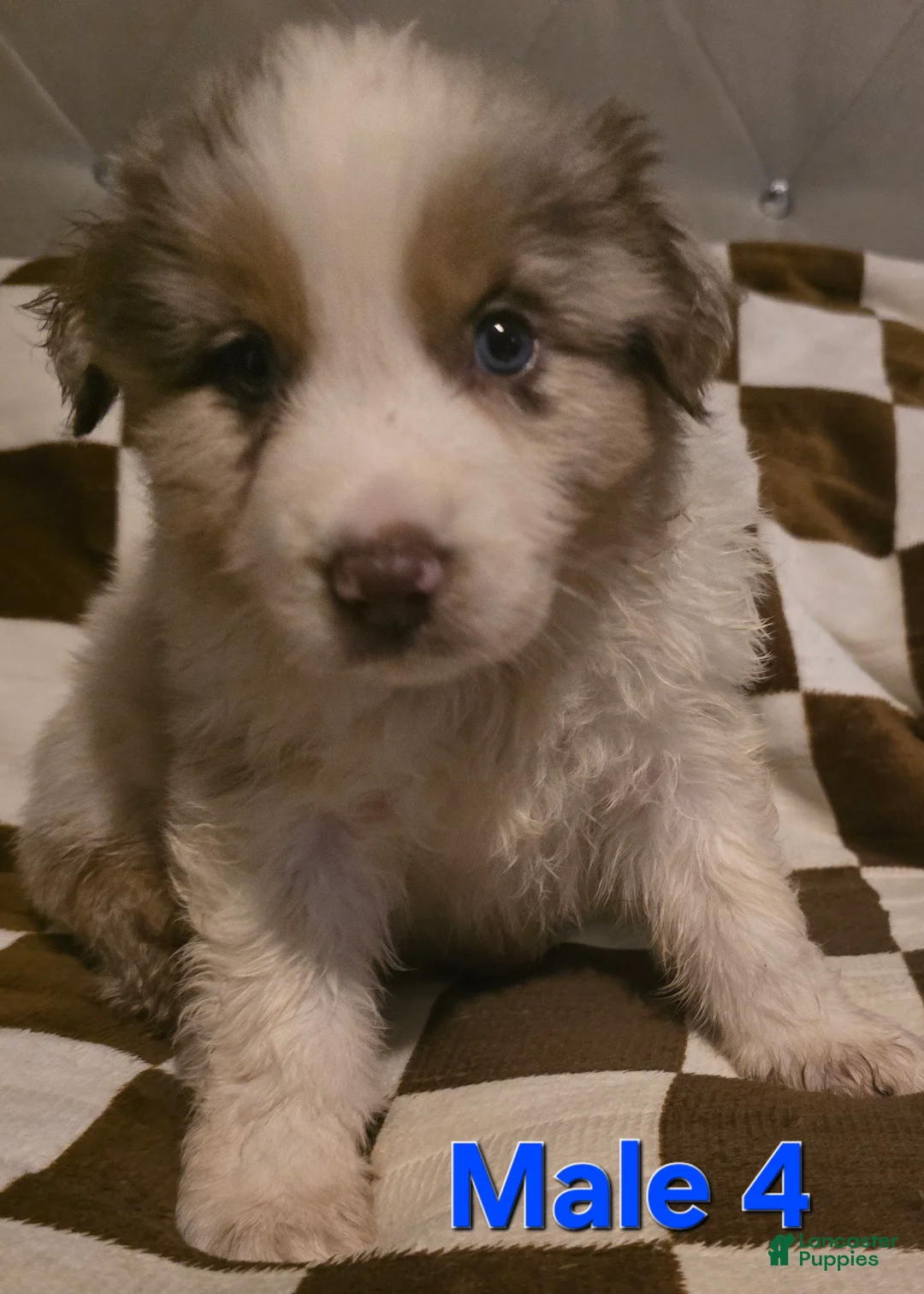 Australian Shepherd dogs for sale: Male 4 - Ad 2