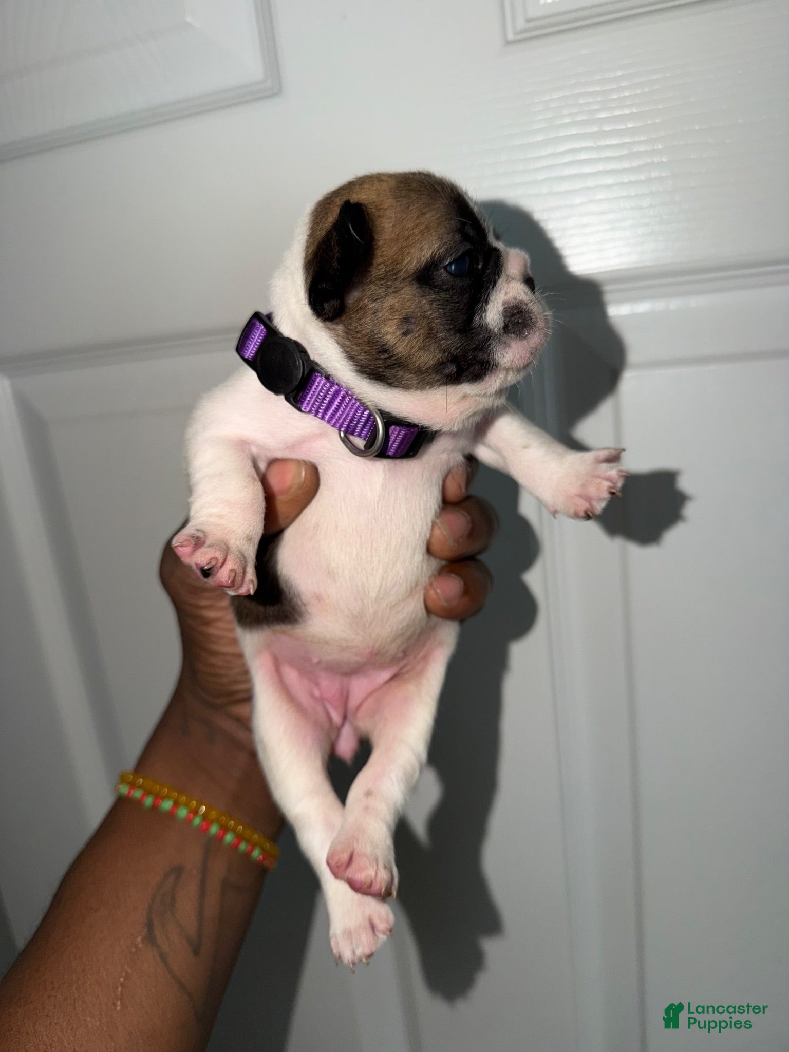 French Bulldog dogs for sale: French Bulldog 1 - Ad 1