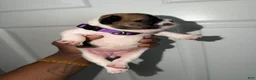 French Bulldog dogs for sale: French Bulldog 1 - Ad 1