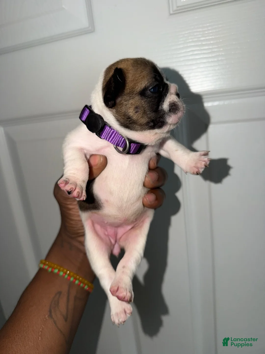 French Bulldog dogs for sale: French Bulldog 1 - Ad 1