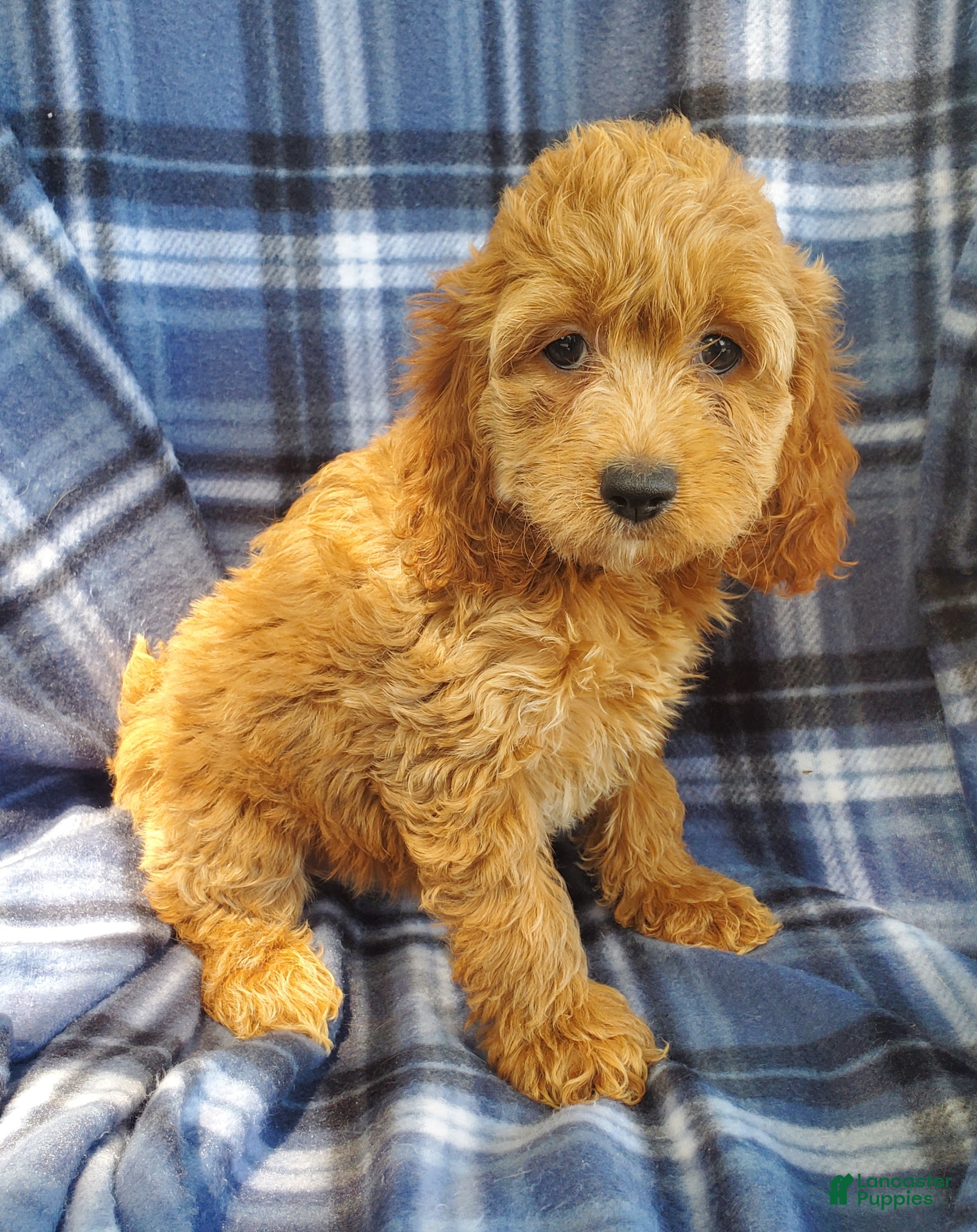 Cockapoo dogs Nora - Ad 1