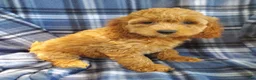 Cockapoo dogs for sale: Nora - Ad 1