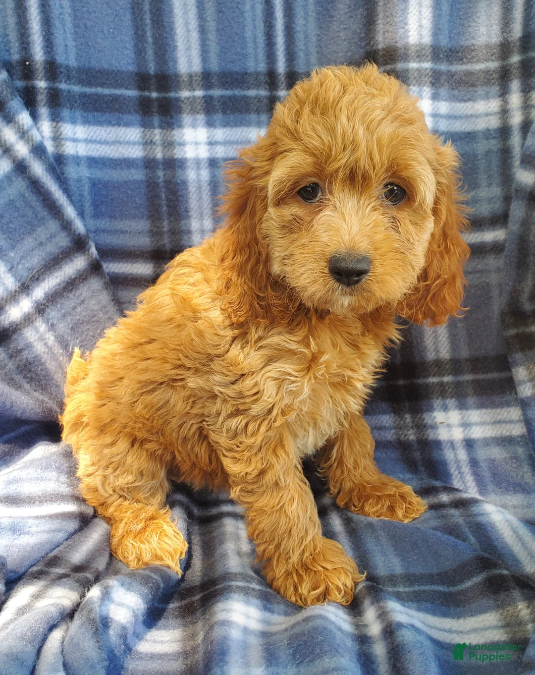 Cockapoo dogs for sale: Nora - Ad 1