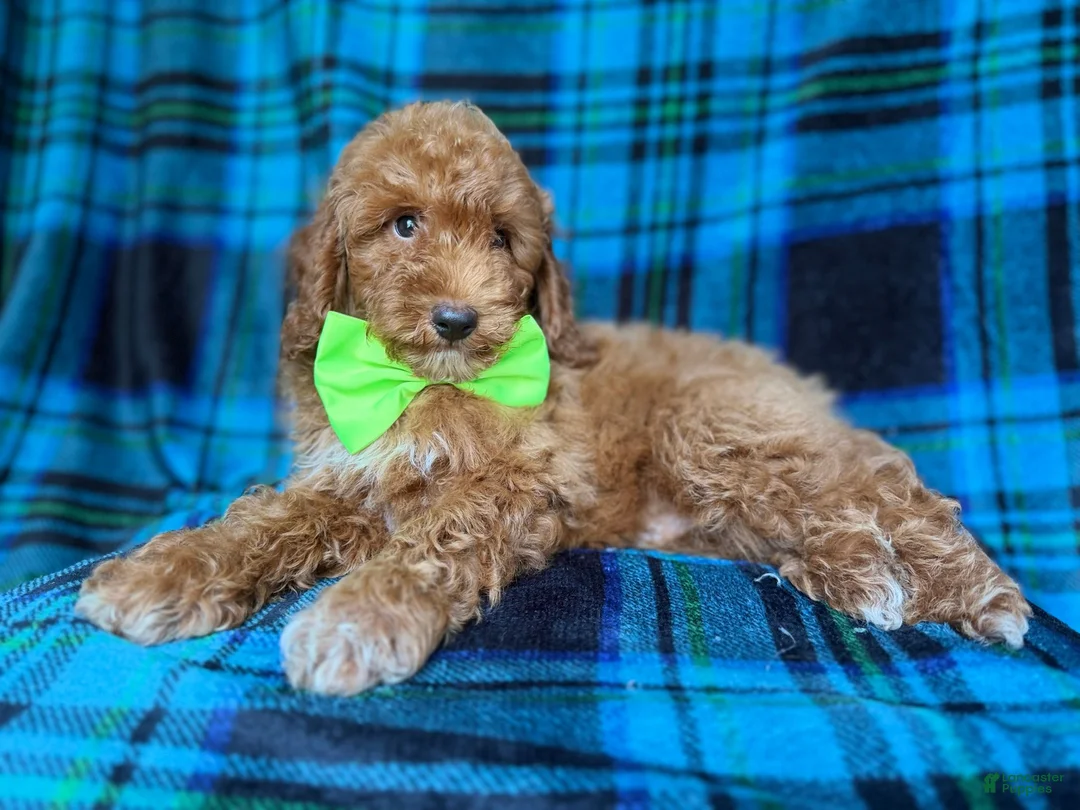 Miniature Poodle dogs for sale: Simba - Ad 9