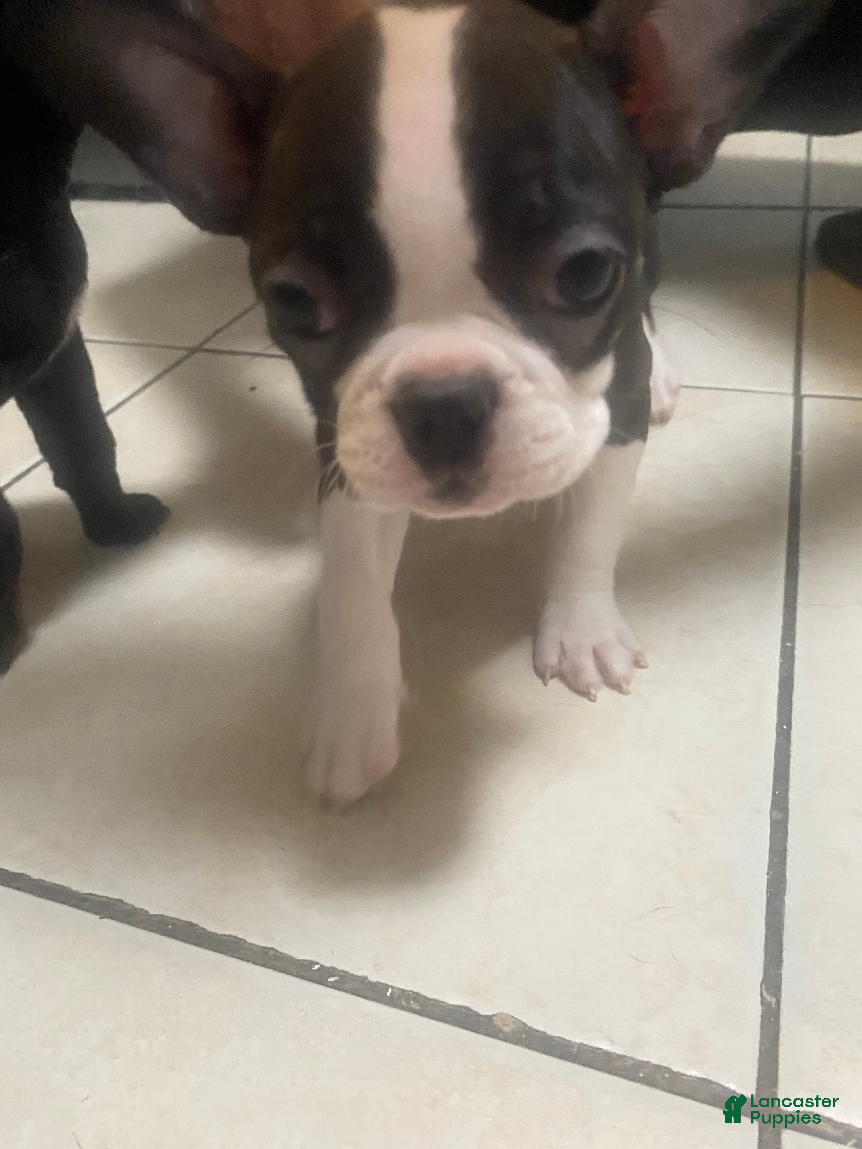 Frenchton dogs for sale: Liona  - Ad 3