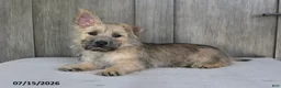 Cairn Terrier dogs for sale: Alex - Ad 2
