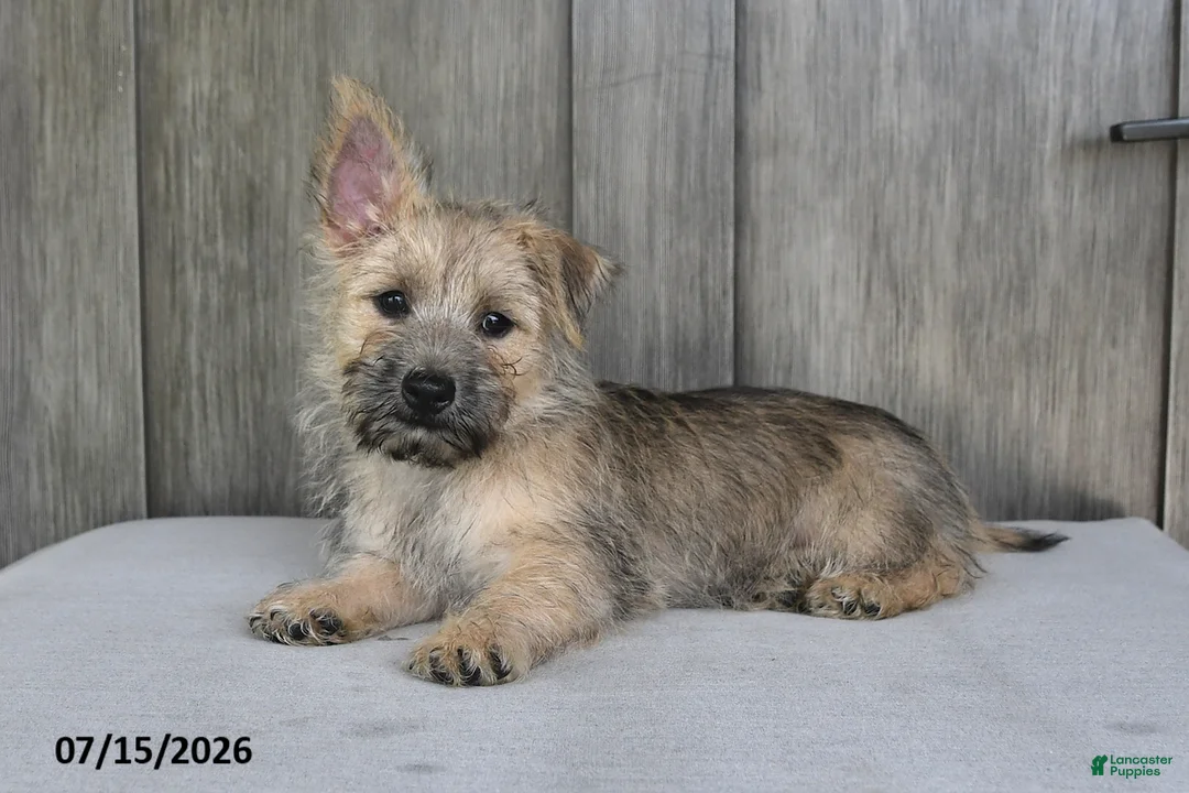 Cairn Terrier dogs for sale: Alex - Ad 2