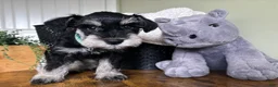 Miniature Schnauzer dogs for sale: Rocky - Ad 13