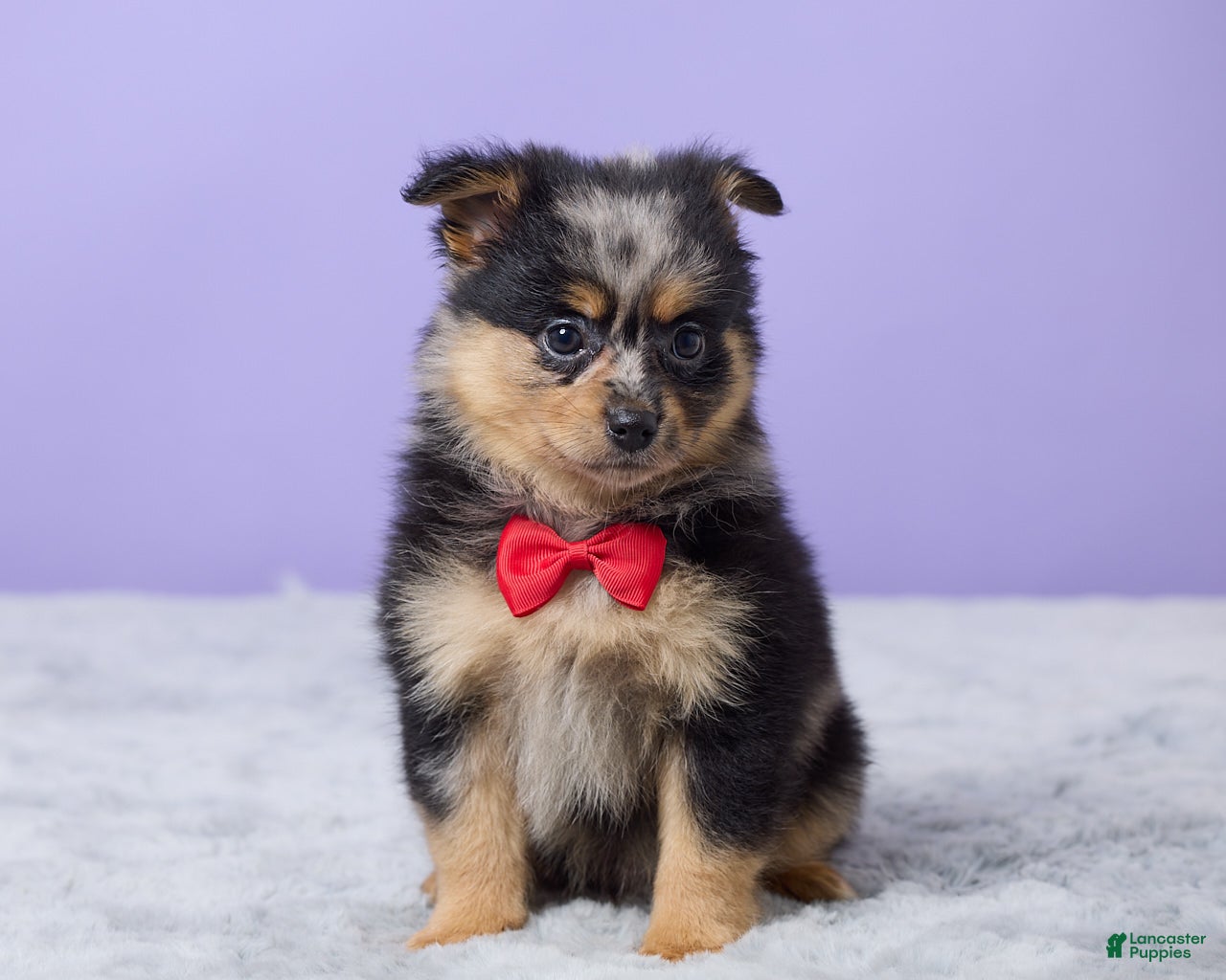 Pomeranian dogs for sale: Toby - Ad 3
