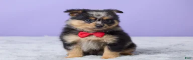 Toby