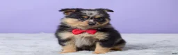 Pomeranian dogs for sale: Toby - Ad 1