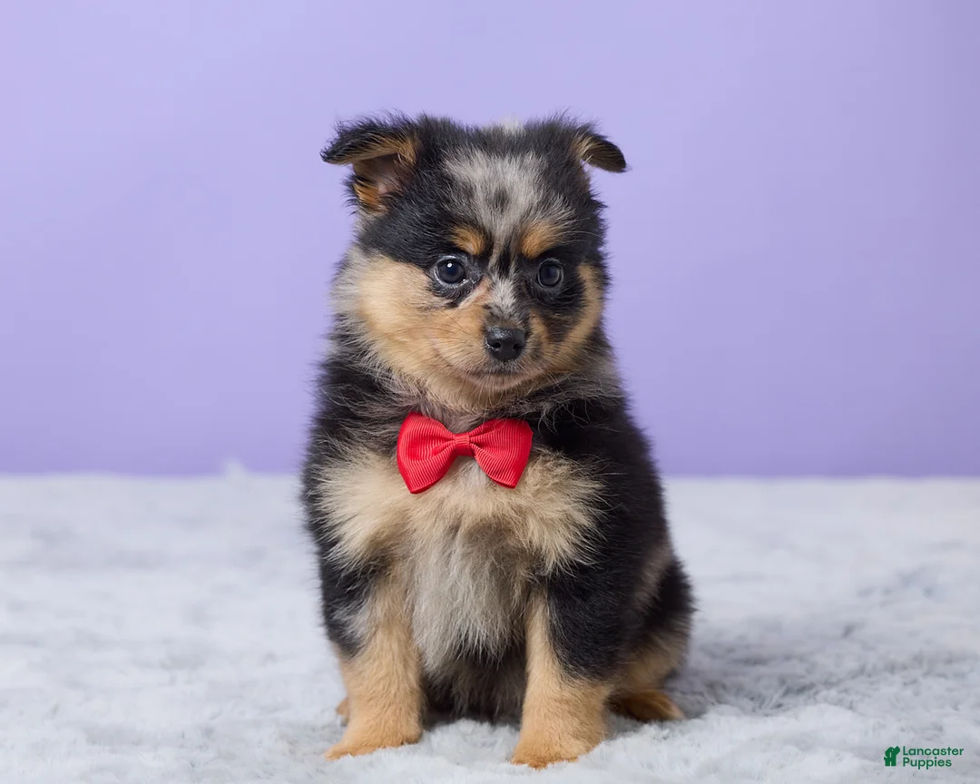 Pomeranian dogs for sale: Toby - Ad 1