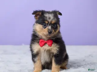 Pomeranian dogs for sale: Toby - Ad 3
