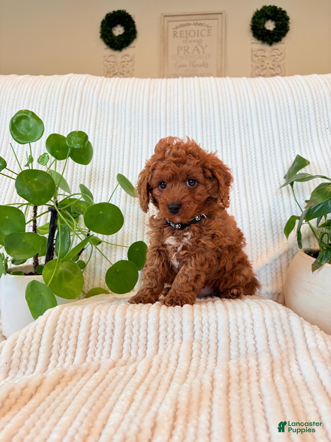 Cavapoo dogs for sale: Cavapoo Puppy 3 (Teddy) - Ad 4