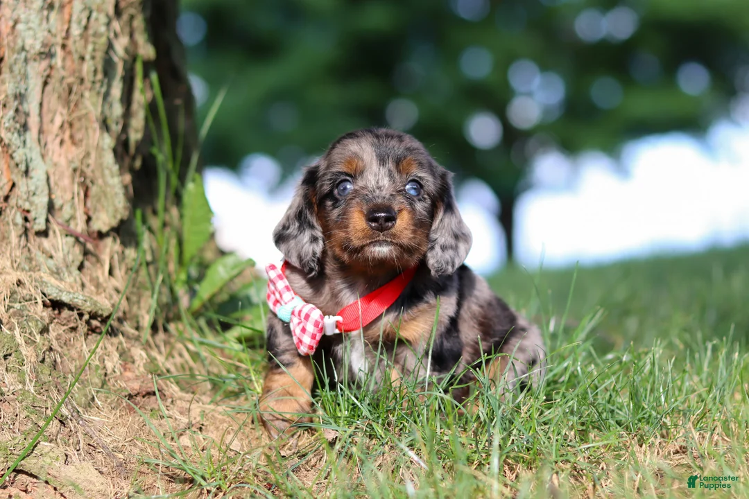 Miniature Dachshund dogs for sale: Boysenberry - Ad 1