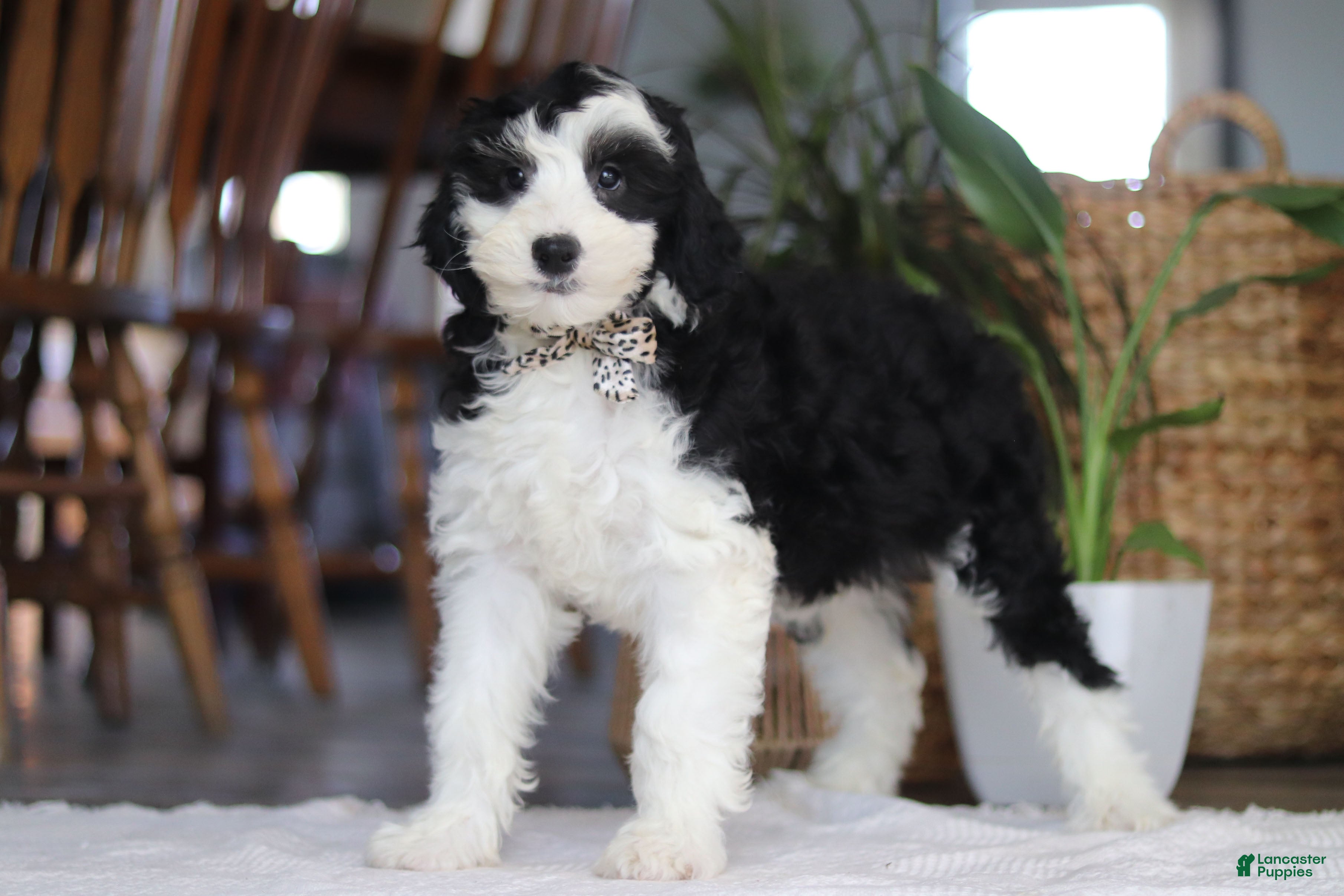 Sheepadoodle dogs Thumper - Ad 2