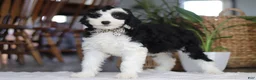 Sheepadoodle dogs for sale: Thumper - Ad 2