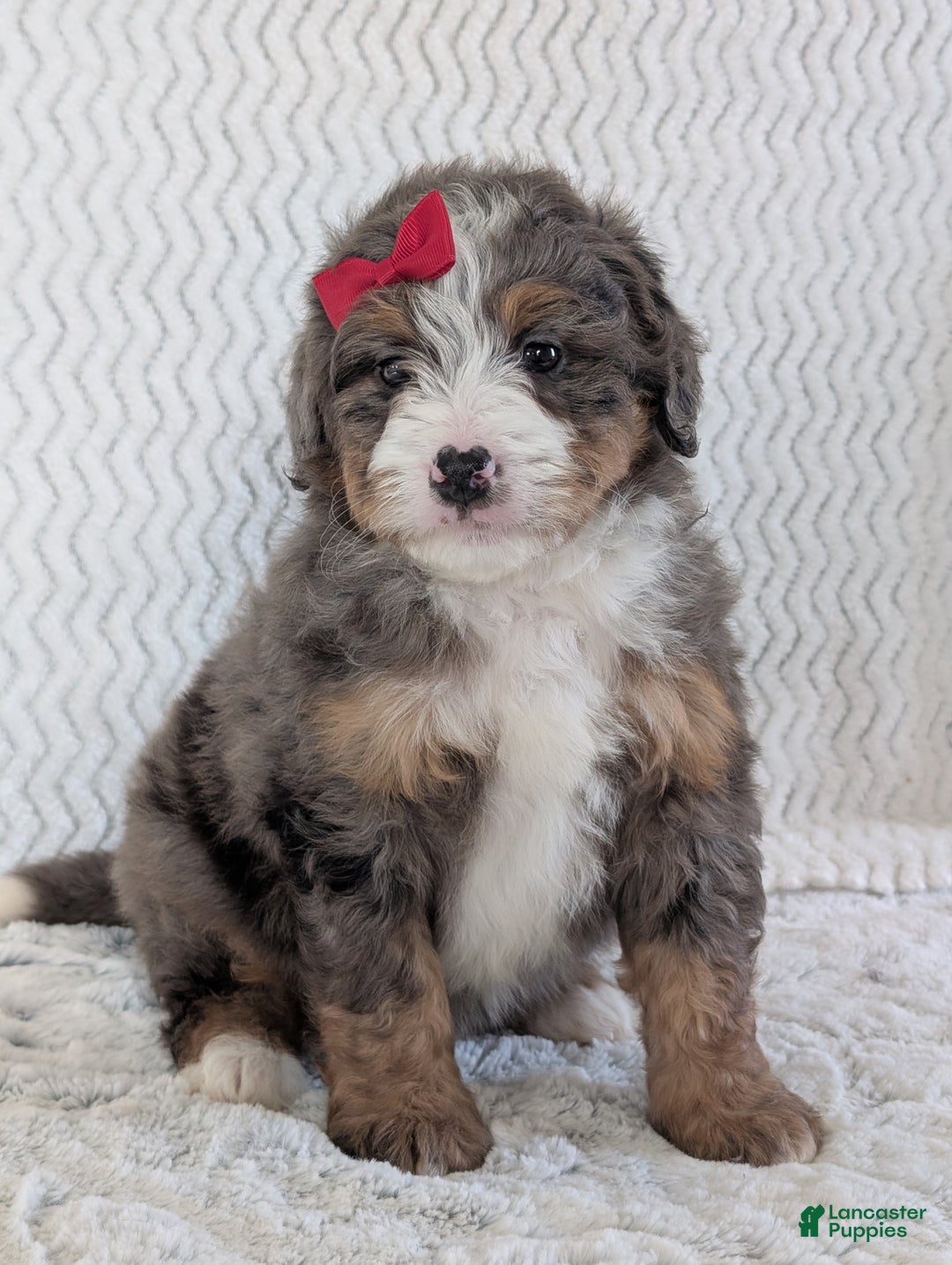 Mini Bernedoodle dogs for sale: Mini Wyatt  - Ad 6
