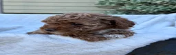 Toy Poodle dogs for sale: Gabi - Ad 7