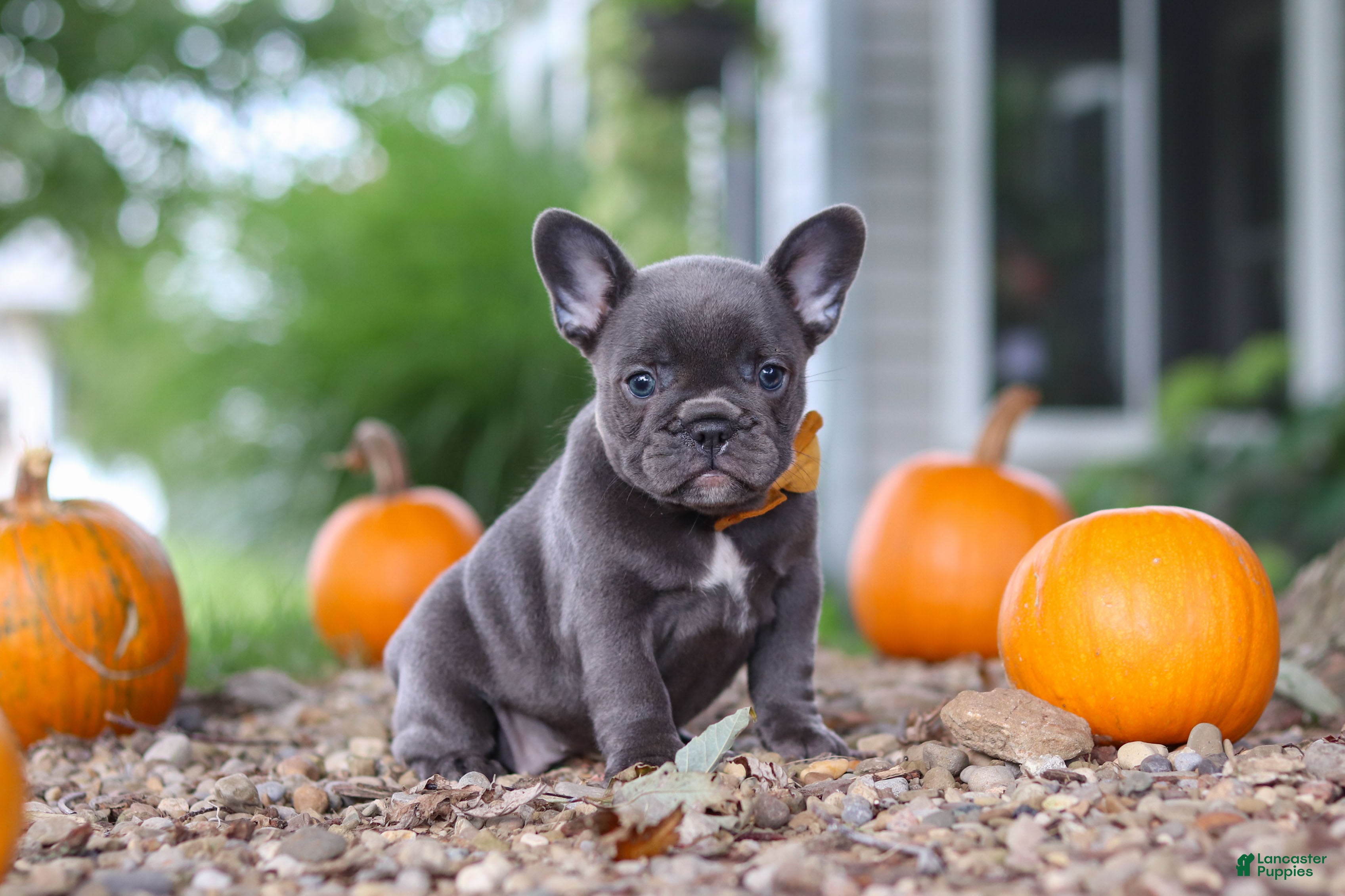 French Bulldog dogs Hallie - Ad 2