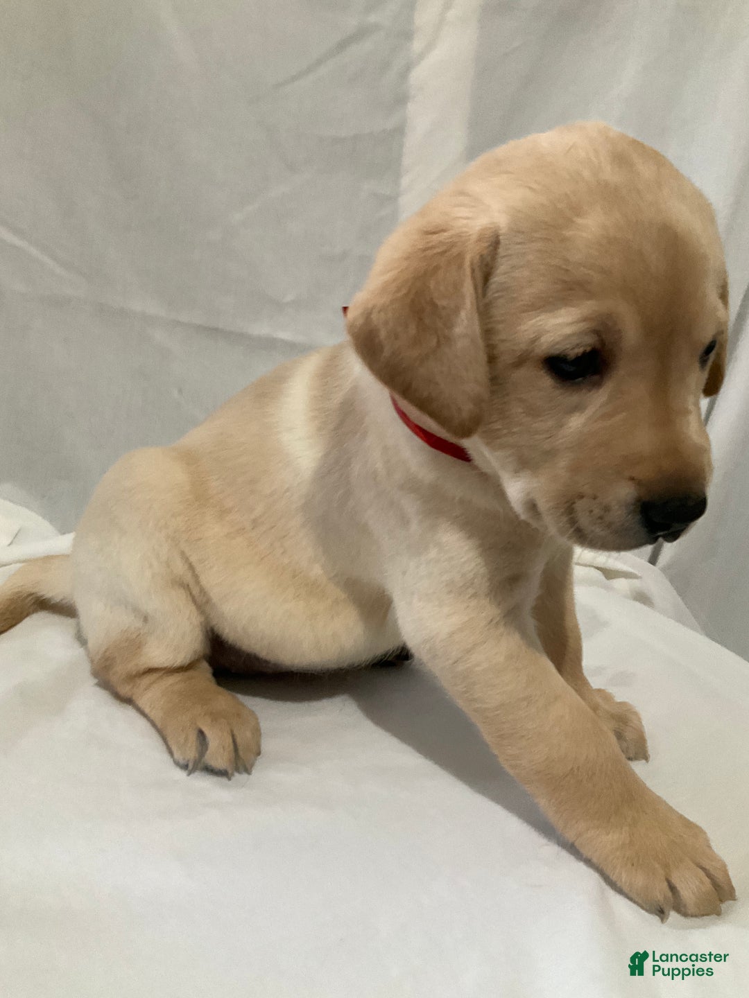 Labrador Retriever dogs for sale: Scarlett - Ad 3