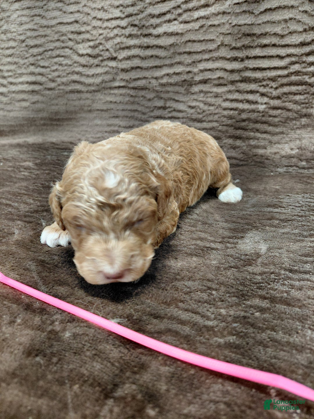 Mini Bernedoodle dogs for sale: Aspen - Ad 6
