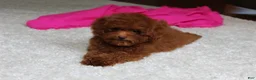 Toy Poodle dogs for sale: Mia - Ad 5