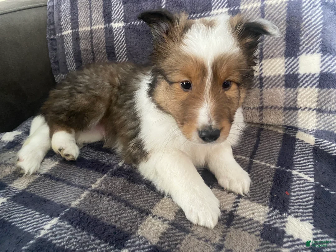 Shetland Sheepdog dogs for sale: Shetland Sheepdog Puppy 1 - Ad 4