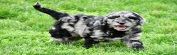 Newfypoo dogs for sale: Piper - Ad 3