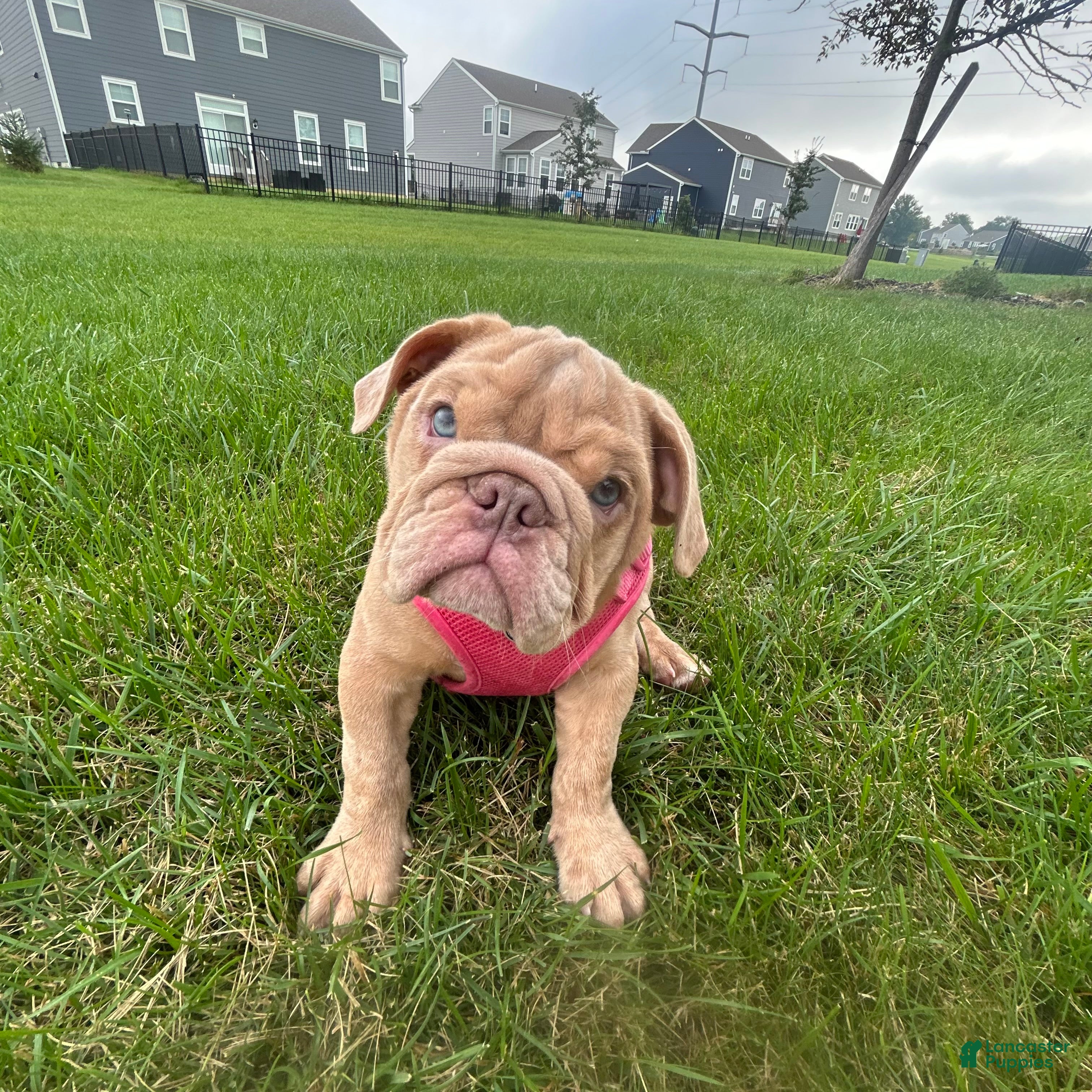 English Bulldog dogs Lucy - Ad 1