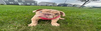 Lucy