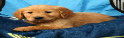 Golden Retriever dogs for sale: Tipper - Ad 8