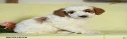 Mini Goldendoodle dogs for sale: Trooper - Ad 3