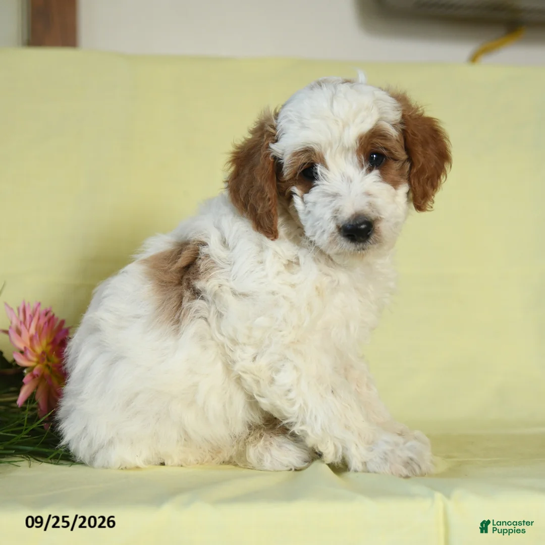 Mini Goldendoodle dogs for sale: Trooper - Ad 3