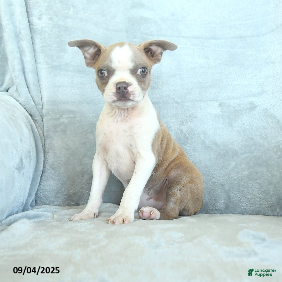 Terrier Dog Breed Miniature Boston Terrier Puppies For Sale Teacup