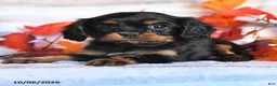 Cavalier King Charles Spaniel dogs for sale: Lane - Ad 3