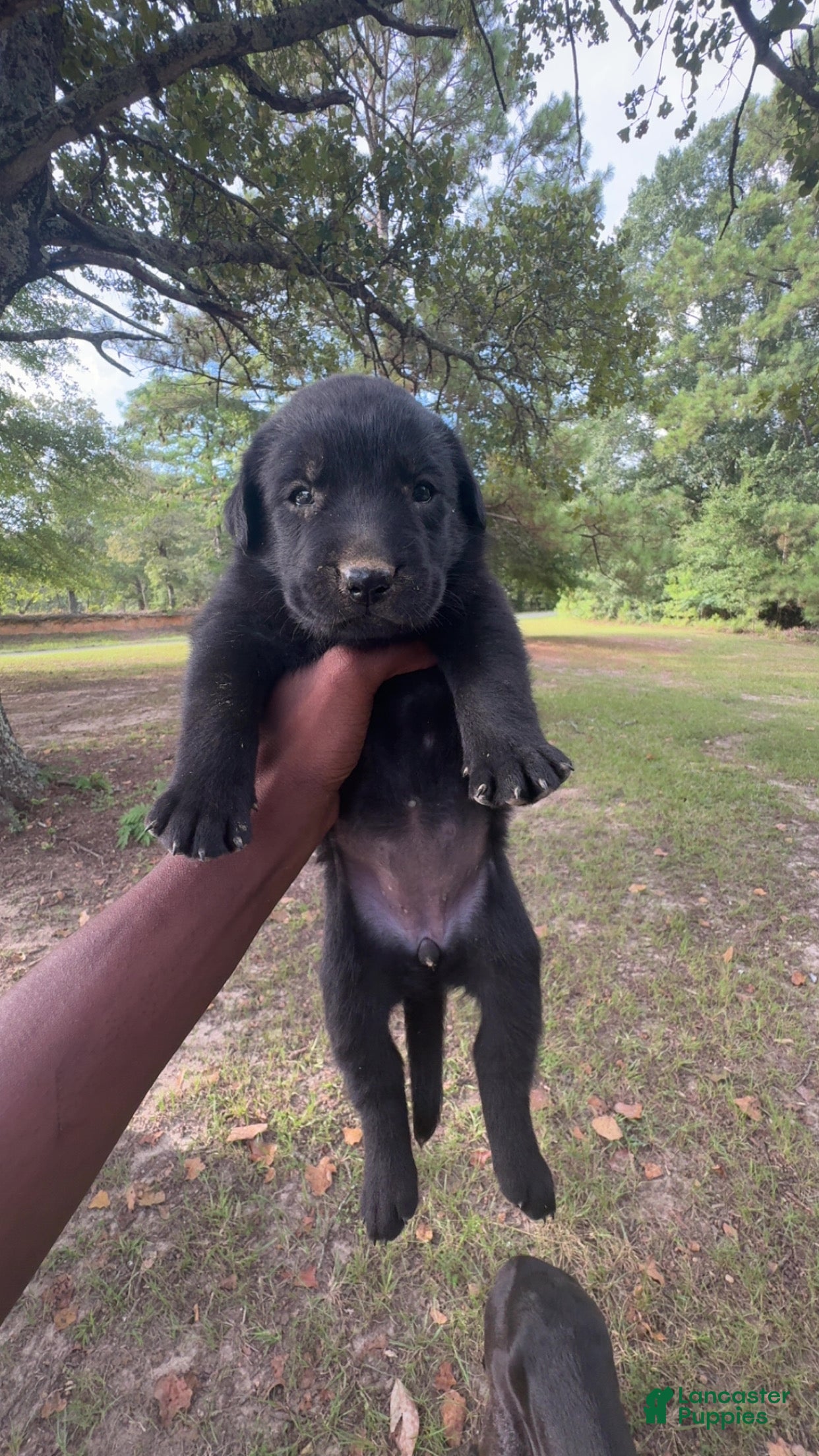 Mixed Breed dogs Mixed Breed 3 - Ad 7