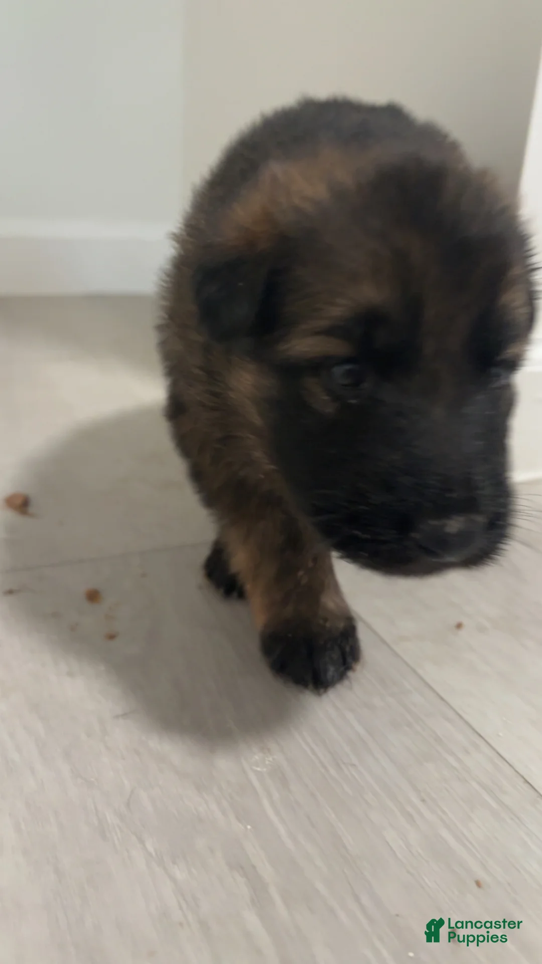 German Shepherd dogs for sale: German Shepherd Puppy 2 - Ad 2