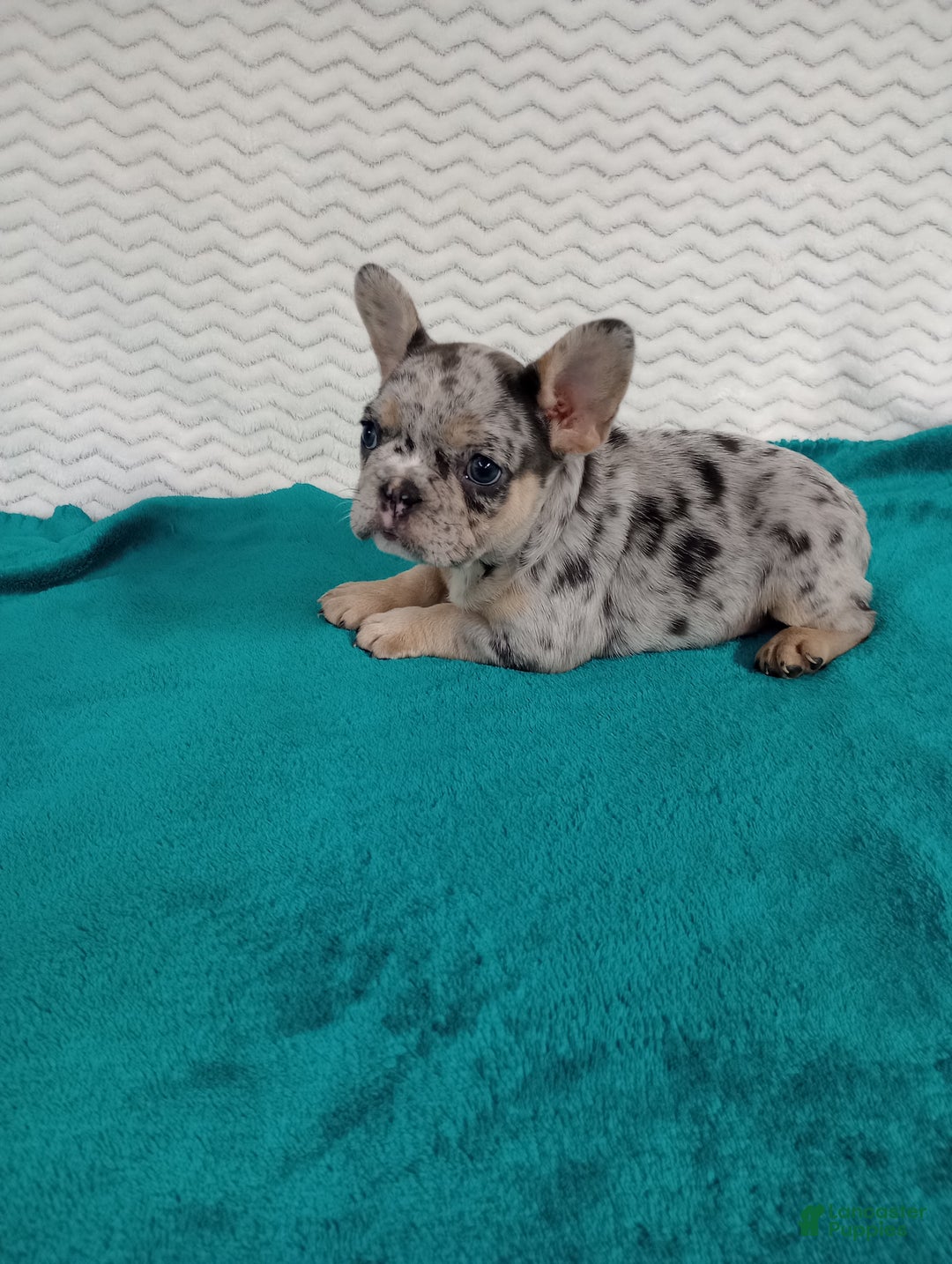 French Bulldog dogs for sale: Holly  - Ad 2