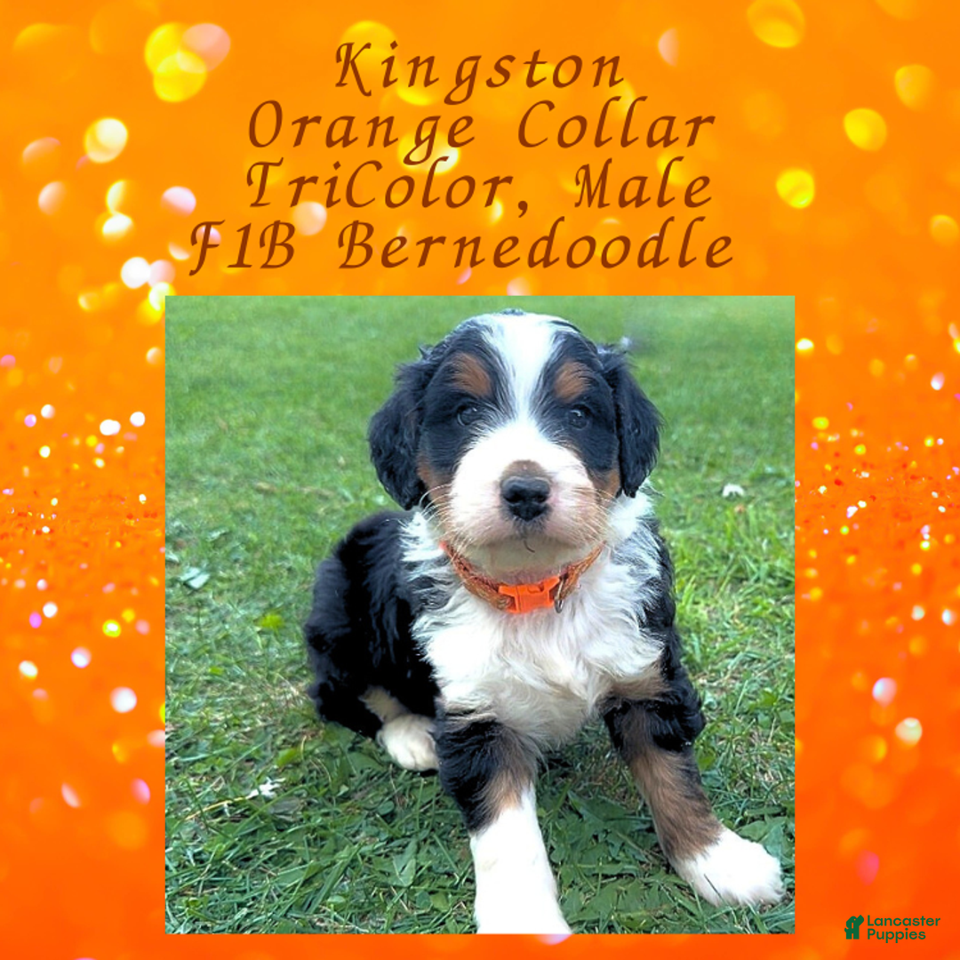 Mini Bernedoodle dogs for sale: Kian “Blue Collar” Male - Ad 15