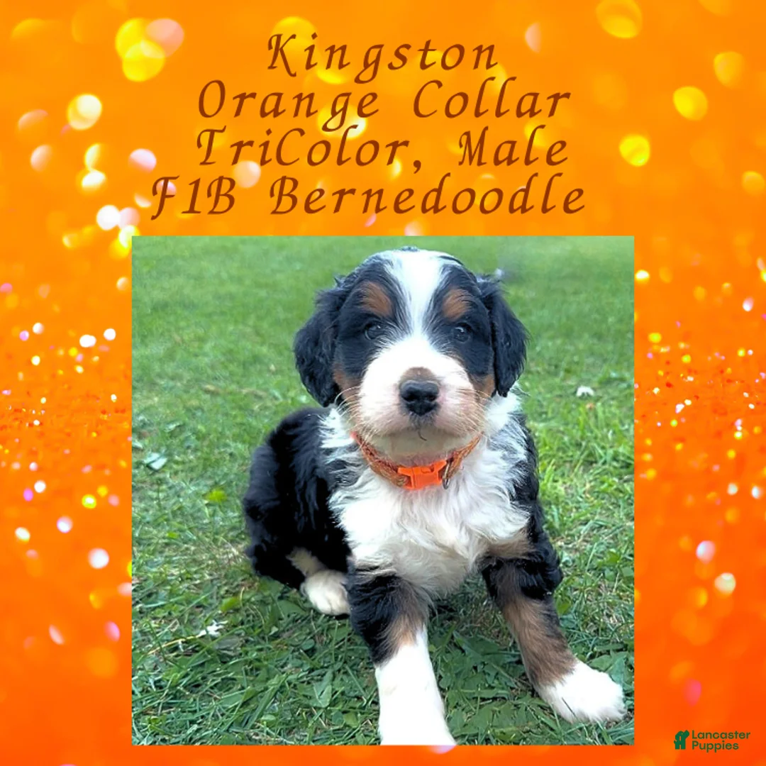 Mini Bernedoodle dogs for sale: Kian “Blue Collar” Male - Ad 31