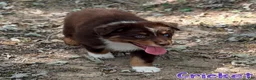 Australian Shepherd dogs for sale: Cricket - Ad 2