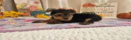 Yorkshire Terrier dogs for sale: Millie Joy - Ad 5