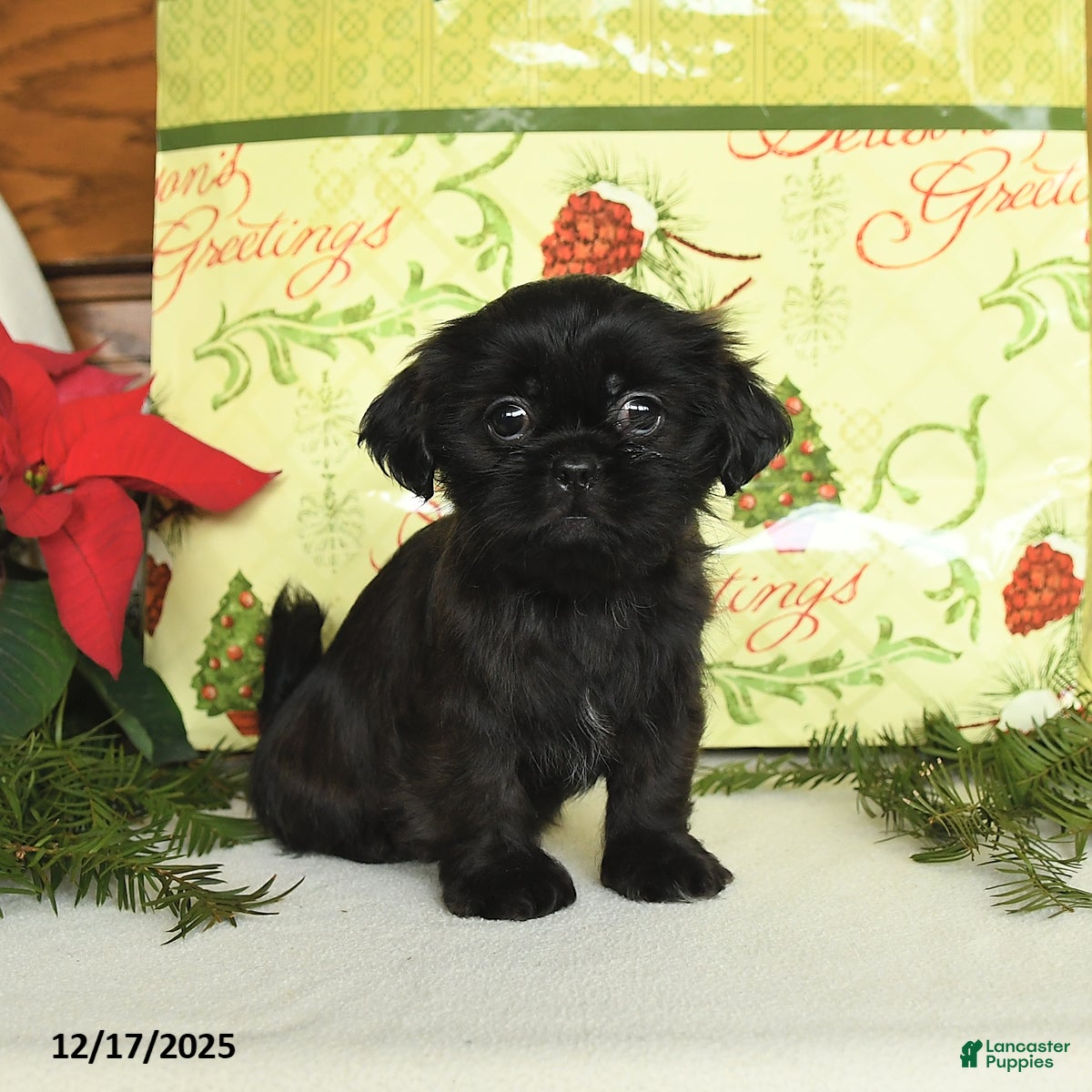 Shih Tzu dogs Ginny - Ad 33