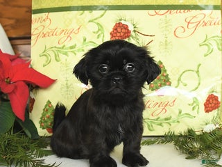 Shih Tzu dogs Ginny - Ad 22