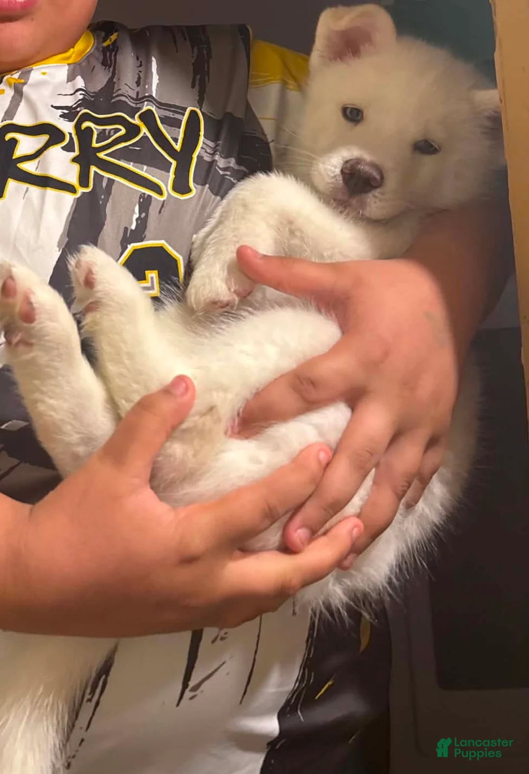 Pomsky dogs for sale: Pomsky Puppy 1 - Ad 2